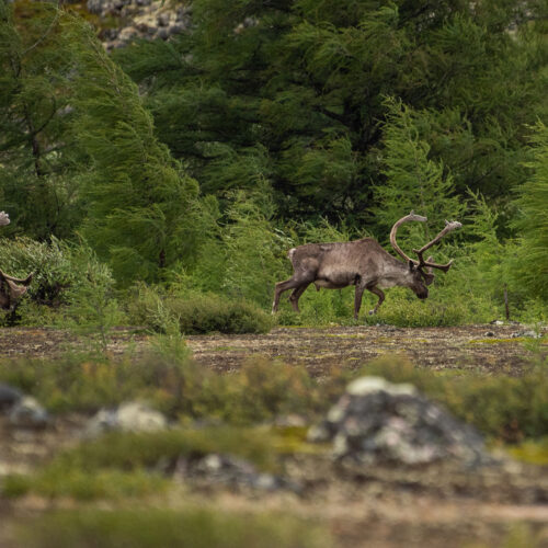 hooke_grand-nord_2-6