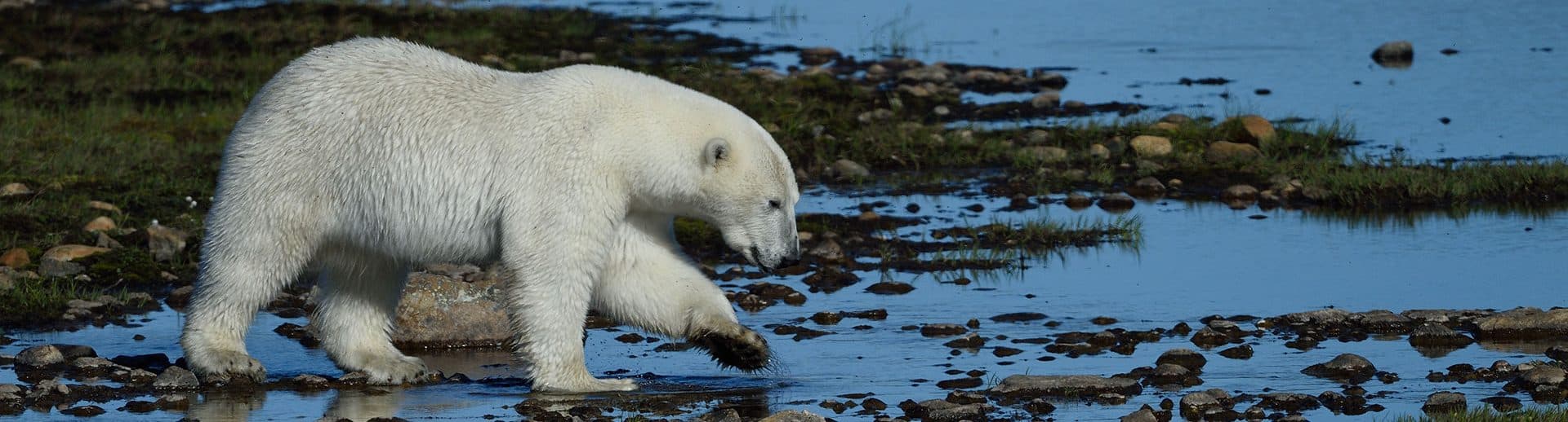 Polar bear in Labrador