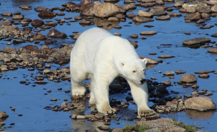 White Bear Island – Labrador Coast
