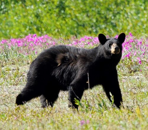 Golden_peninsula_explore_06