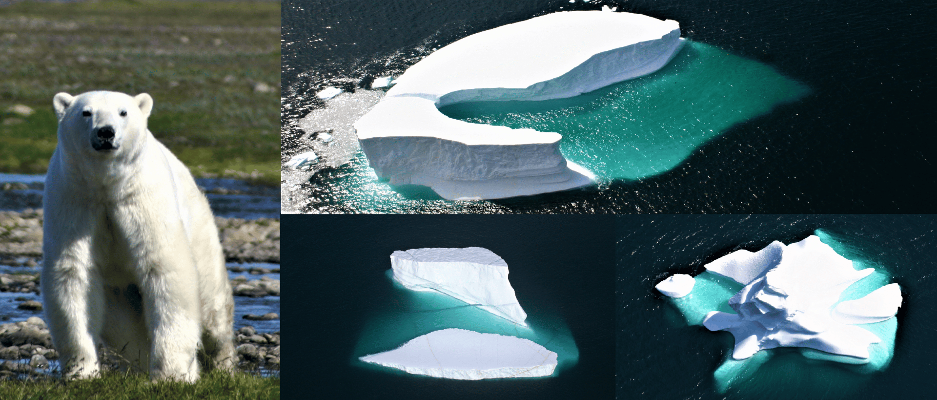 Polar Bears and Icebergs Photo Safari in Labrador