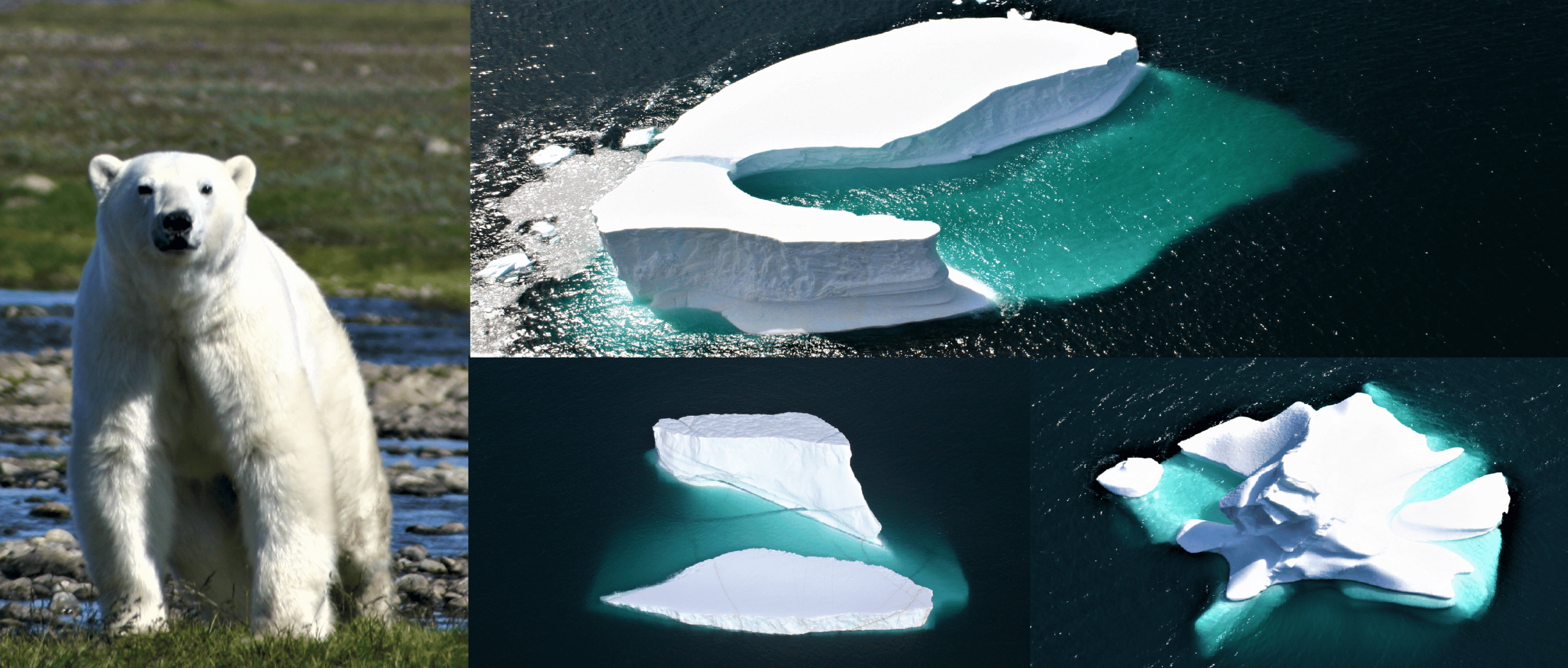 Ours Polaires et Icebergs au Labrador – Safari Photo