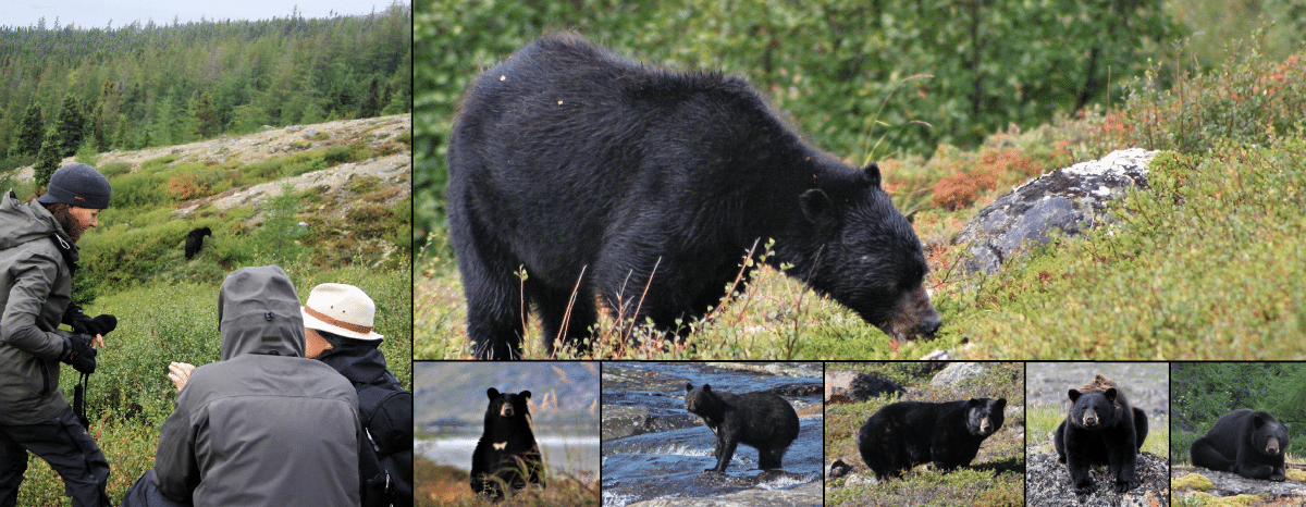Bear Viewing Tours on the Georges River in Arctic Quebec