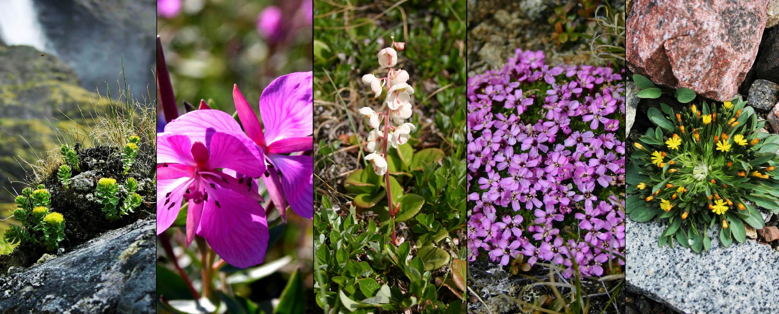 Discovering the Wild Flowers of the Canadian Arctic