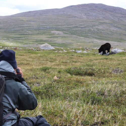 Tundra Dwelling Black bear