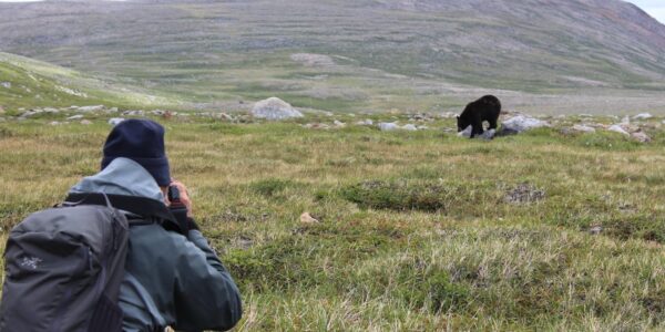 Tundra Dwelling Black bear
