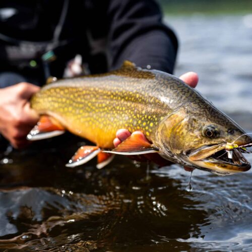 0E7910B0-2543-4347-A73D-9BFF7FB75077