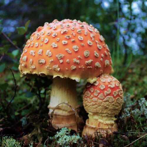 Biome de la Toundra Arctique