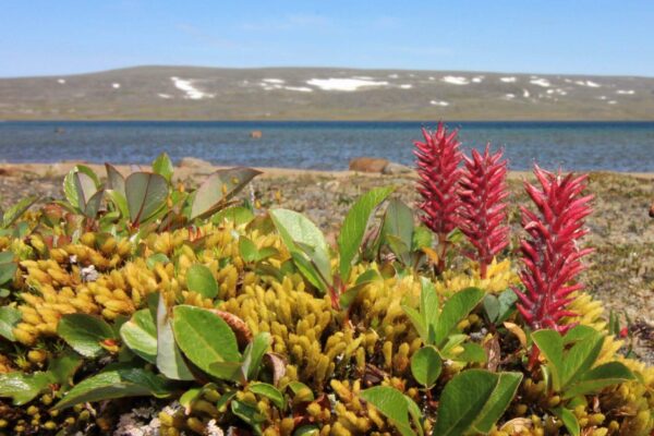 Flore Arctique