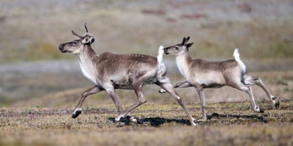 Caribous