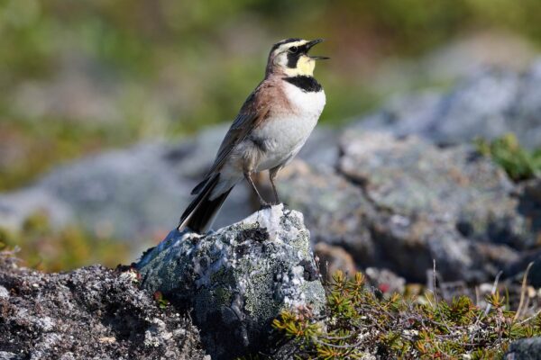 Flore Arctique