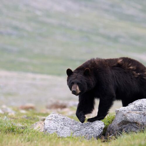 Ours Noir De La Toundra