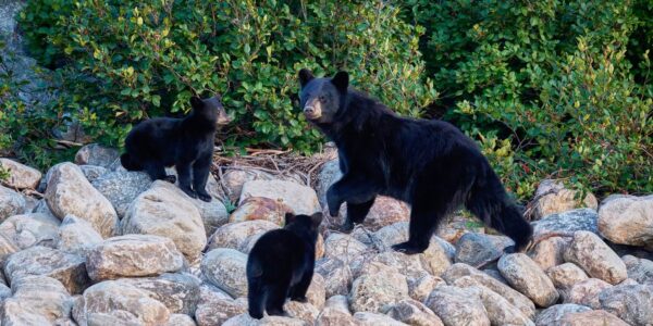 Ours Noir De La Toundra