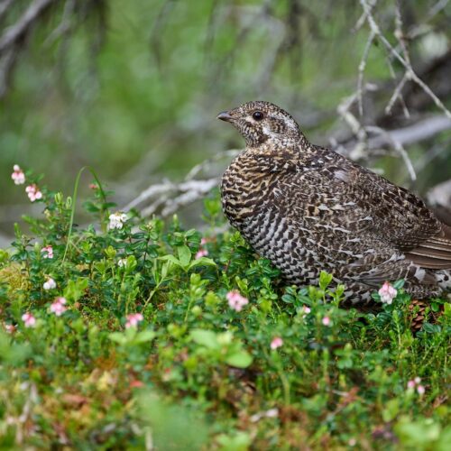 Biome de la Toundra Arctique