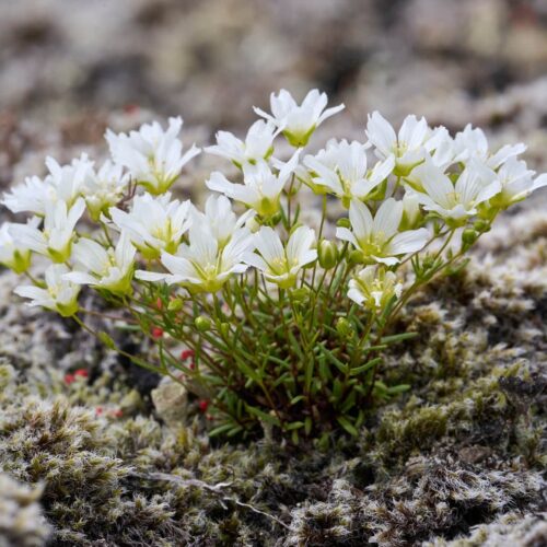 Biome de la Toundra Arctique
