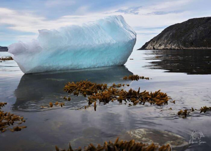 Iceberg Alley