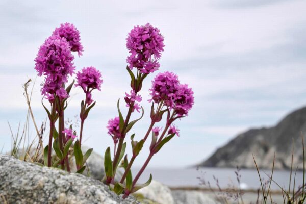 Flore Arctique