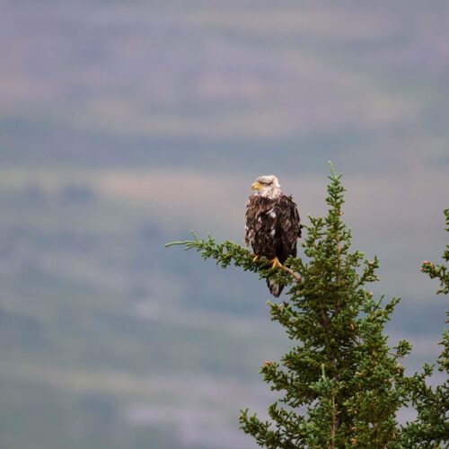 Biome de la Toundra Arctique