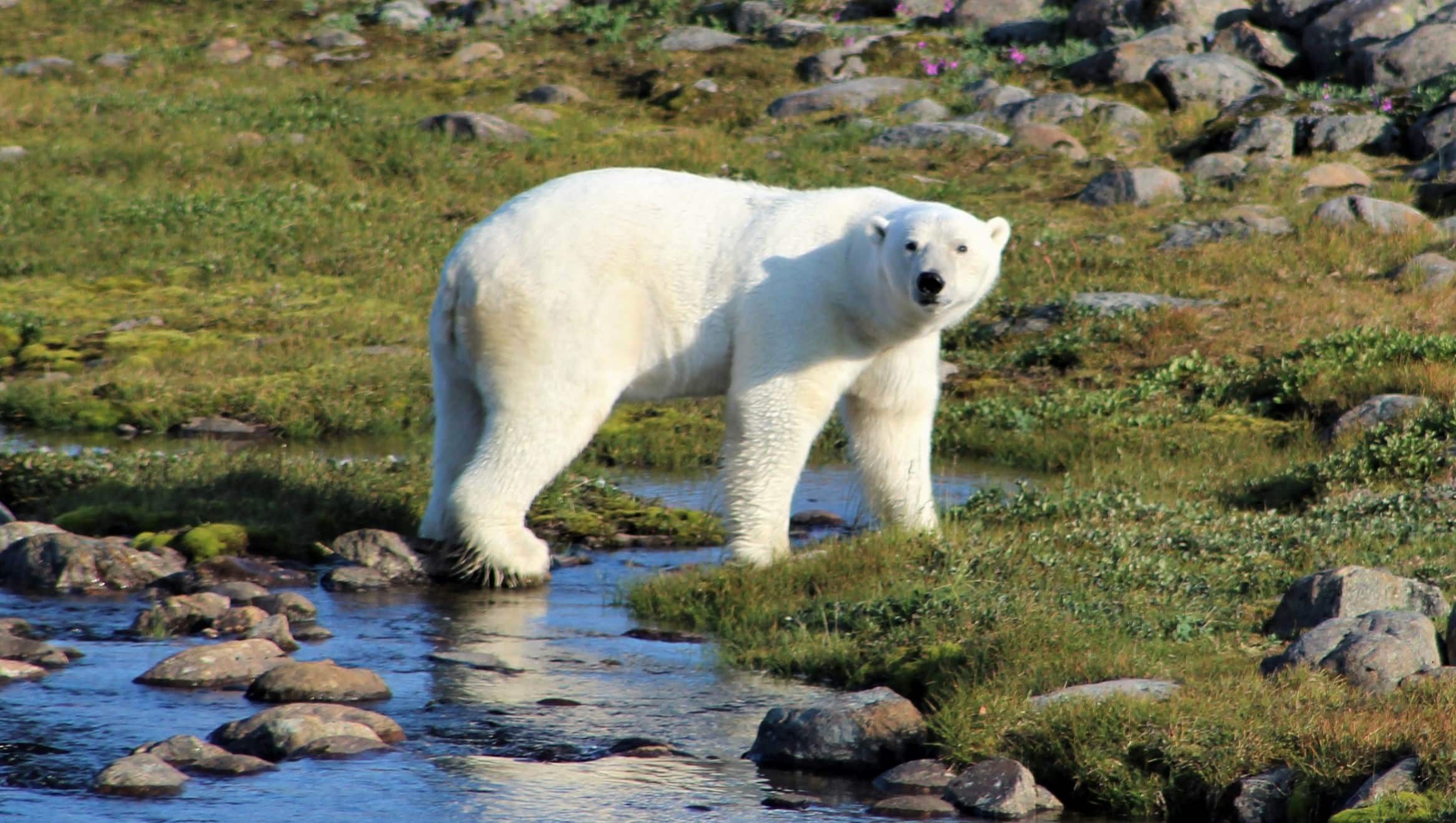 Extrémité Nord de la Péninsule du Labrador