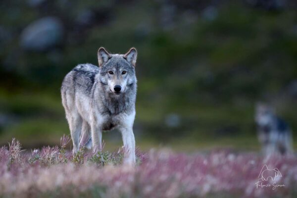 Wolf_Z9B_1076 (1)