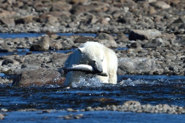 Fishing Polar Bear_F3S6054 (2)