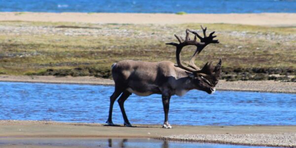 Torngat Caribou_IMG_4257 (2)
