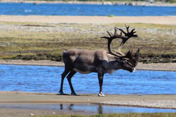 Torngat Caribou_IMG_4257 (2)
