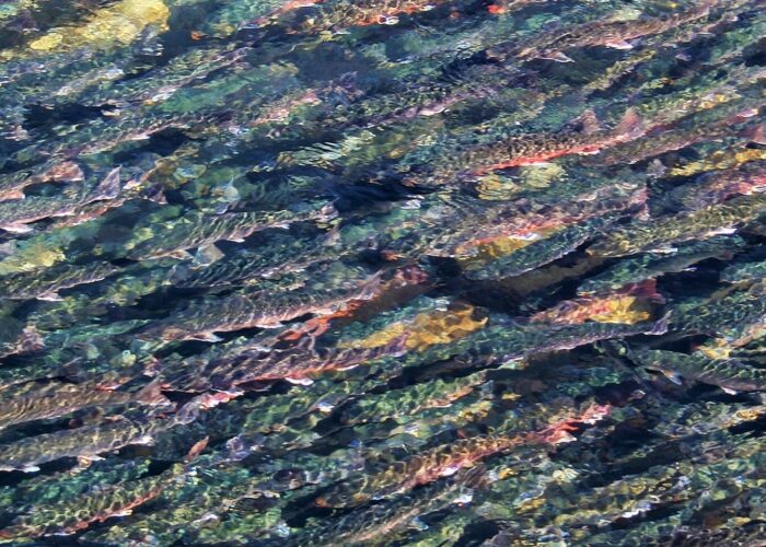 Arctic Char migration_005-24