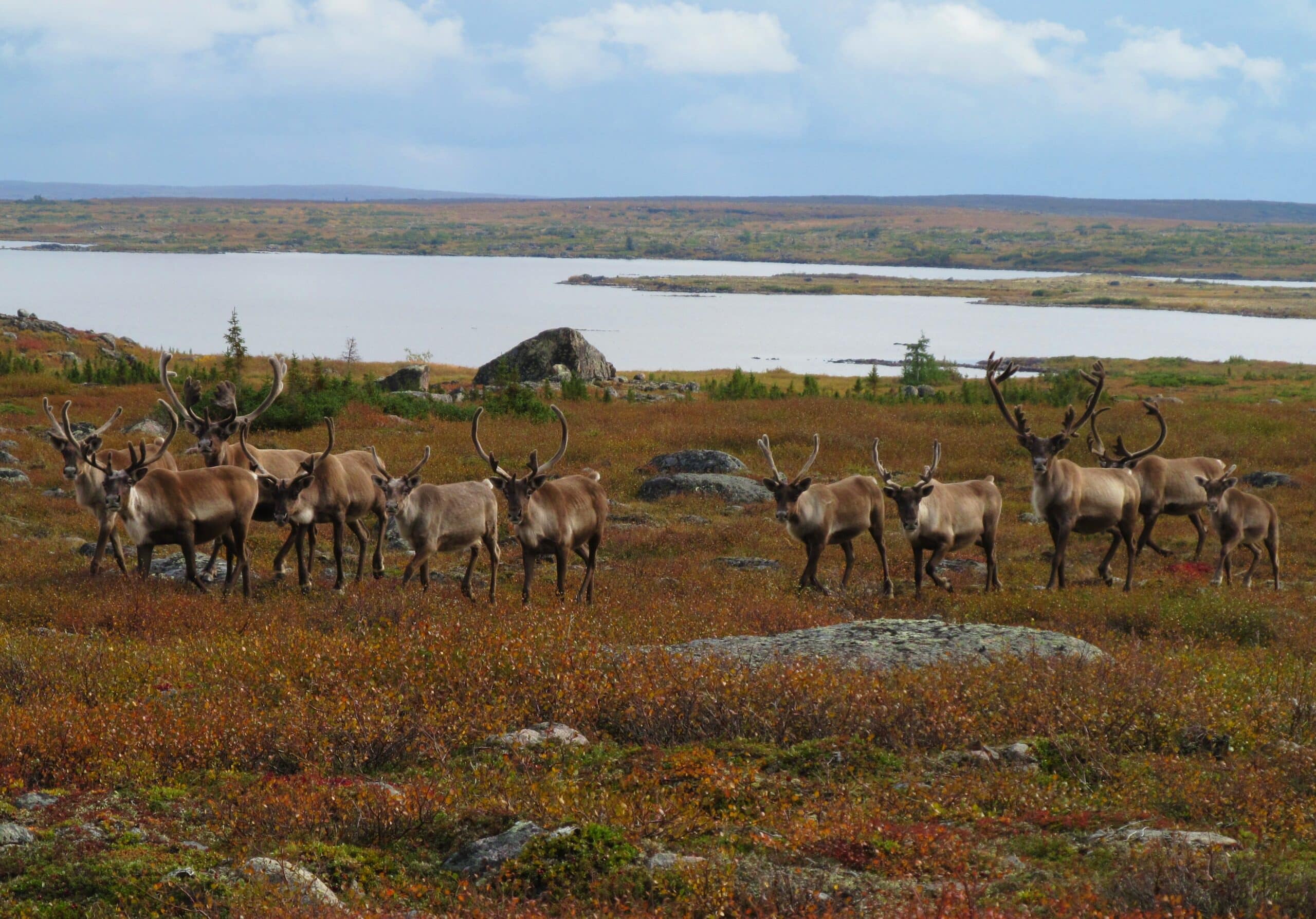 Quête des caribous en hélicoptère