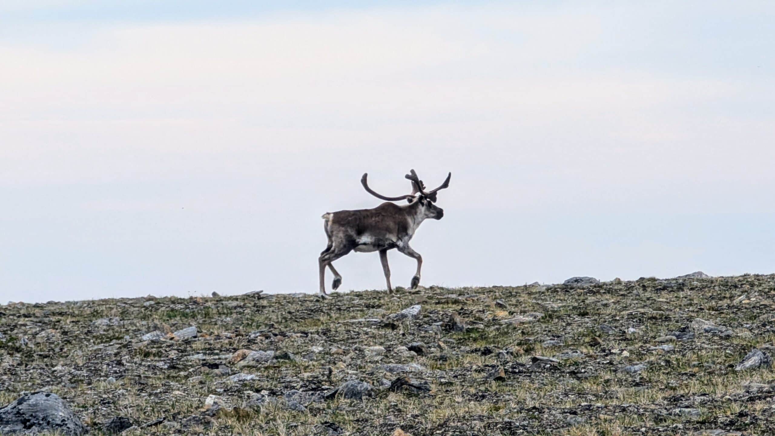 Quête des caribous en hélicoptère