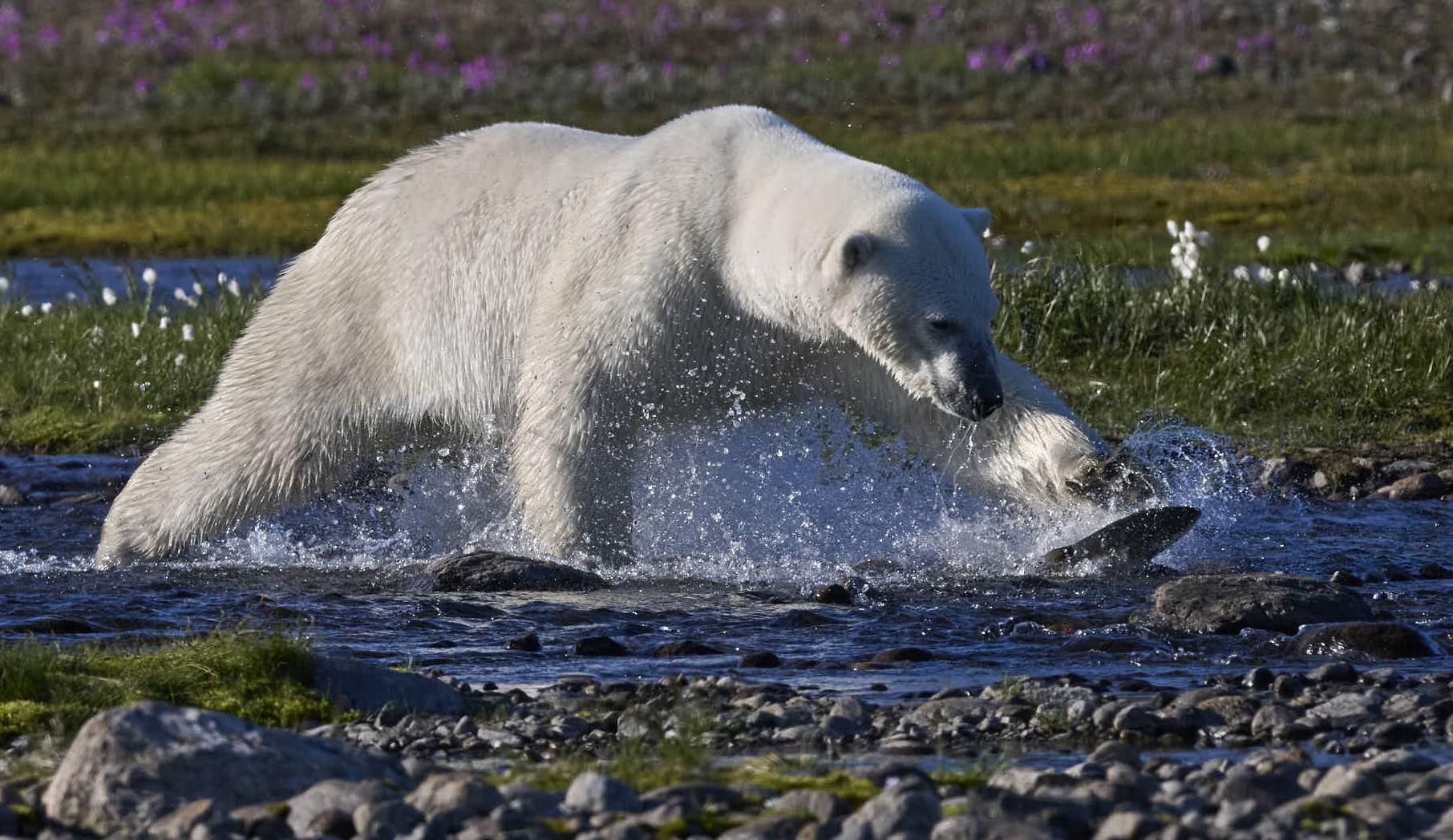 Face à Face avec l’Ours Polaire Pêcheur du Québec-Labrador
