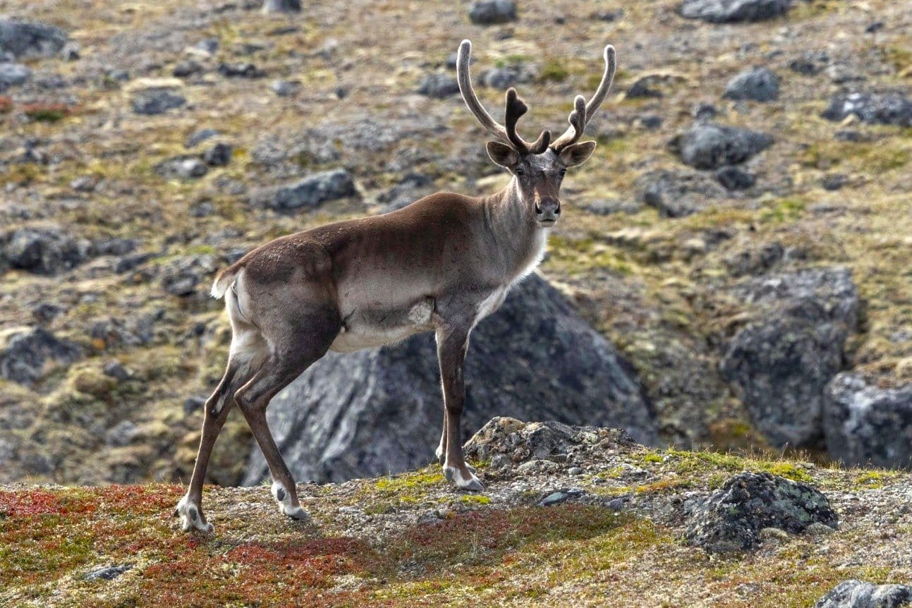 Episode 2: The Arctic in Private: Virgin Land and the Secret of Millennia